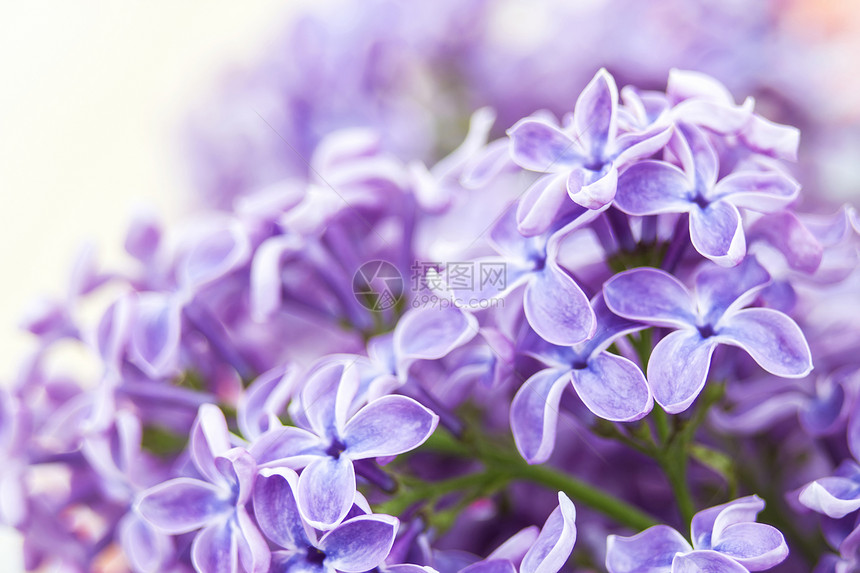 花朵的开花情怀疗法礼物背景叶子花束紫色宏观庆典植物群图片