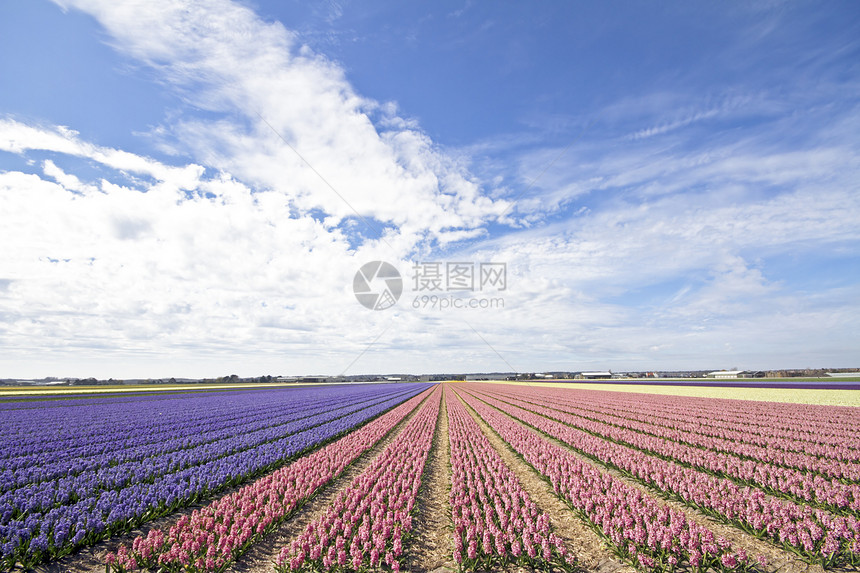 荷兰农村地区多彩的青春田地花朵紫色场地花田粉色天空晴天园艺乡村图片