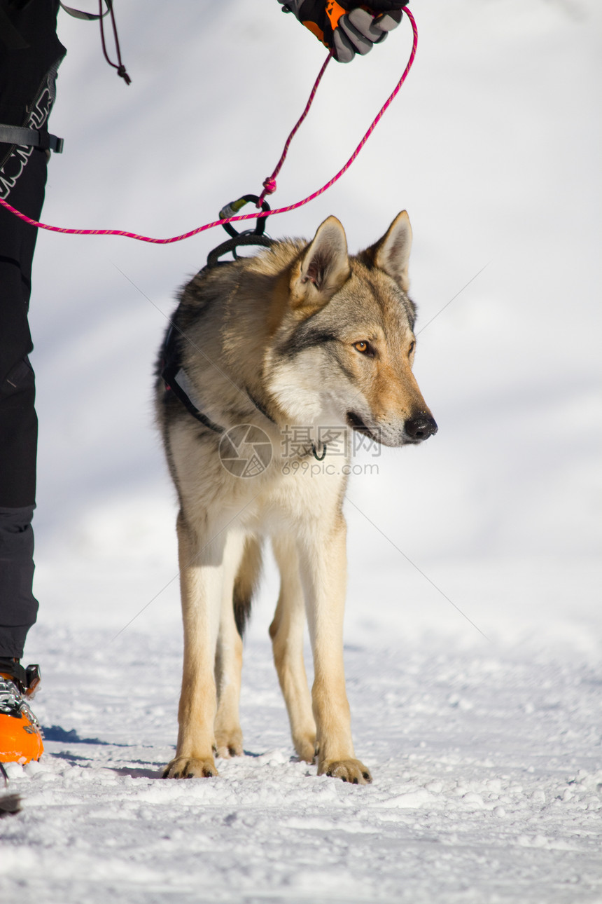 救援犬动物帮助雪橇救生圈赛车援助运输图片