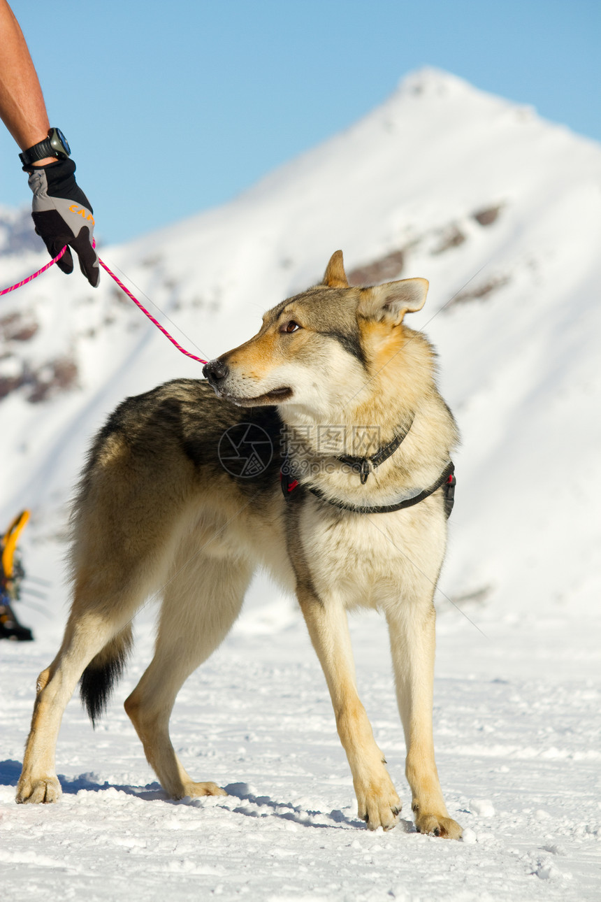 救援犬帮助援助雪橇救生圈赛车运输动物图片