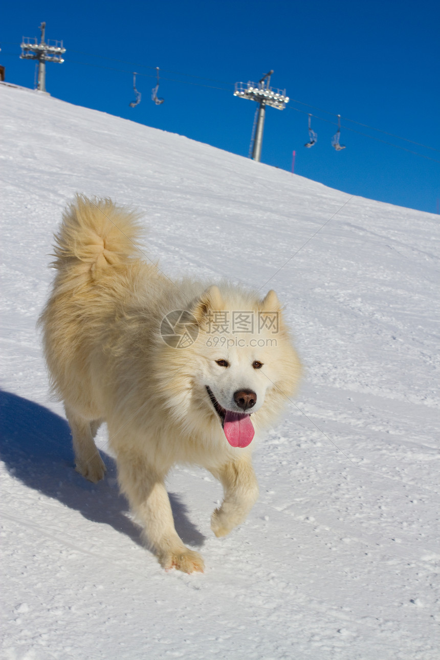 救援犬援助帮助雪橇赛车救生圈运输白色动物图片