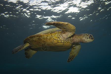绿龟爬虫海上生活照片海洋摄影背景图片