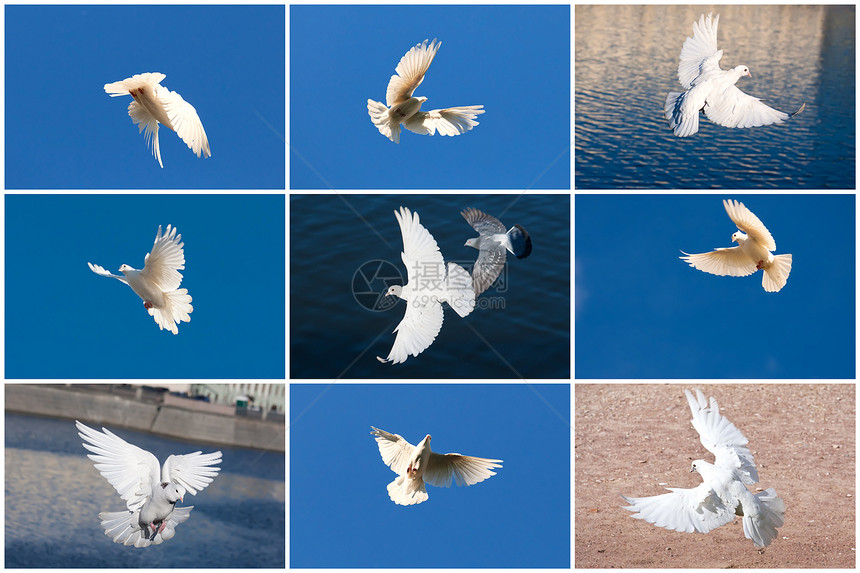 白鸽翅膀鸽子白色空气动物自由收藏羽毛希望天空图片