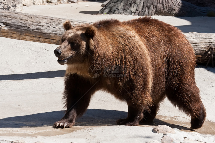 熊荒野野生动物危险牙齿爪子男性力量动物毛皮动物园图片