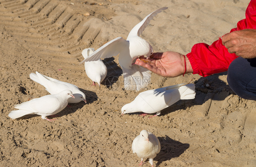 喂养鸽子白色动物面包屑食物手臂水平公园鸟类图片