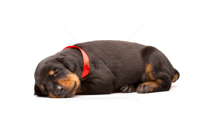 红丝带的多伯曼小狗短毛丝带宠物友谊工作室睡眠黑色猎犬家庭动物图片