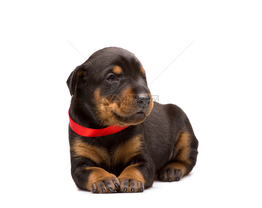 红丝带的多伯曼小狗女性猎犬丝带哺乳动物忠诚动物工作室友谊家庭黑色图片