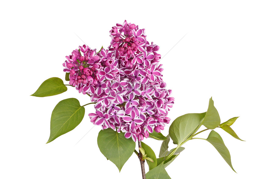 紫色和白色的花朵喷雾 与白色隔绝图片