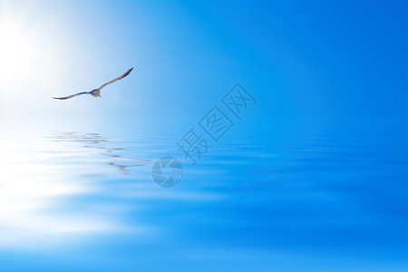 海豹在海面上天蓝色海洋翅膀反射天空航班蓝色传单飞行波纹背景图片