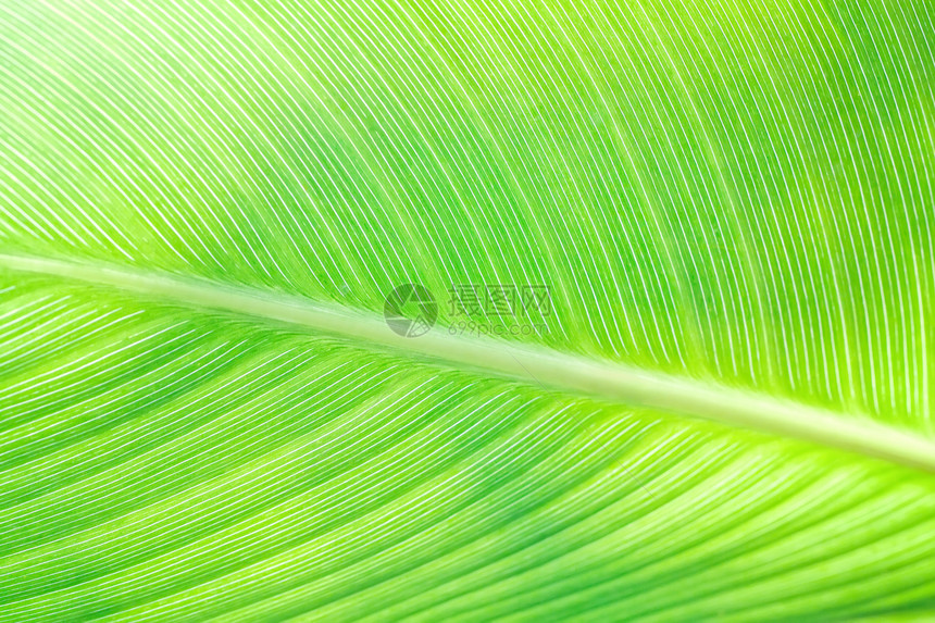 卡纳情调墙纸树叶植物学植物植物群热带园艺叶子线条图片