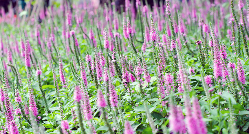 紫刺斯比德·斯比德韦尔和模糊的后院Lush绿草图片