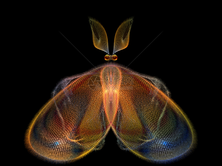 蝴蝶优雅昆虫学装饰品昆虫想像力科学设计航班翅膀奉承几何学图片