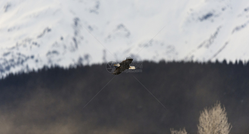 秃鹰飞翔自由航班观鸟蓝色动物野生动物眼睛翅膀速度猎人图片