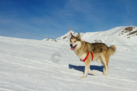 霍斯基狗狗救援帮助动物雪橇救生圈运输援助赛车高清图片