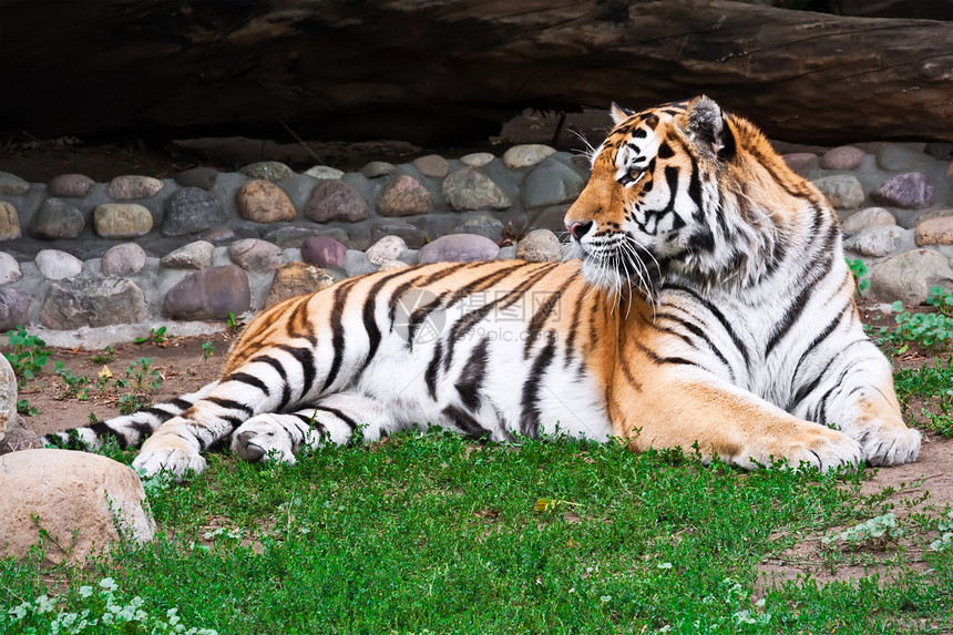 老虎愤怒条纹野生动物危险野猫侵略动物动物园荒野猎人图片