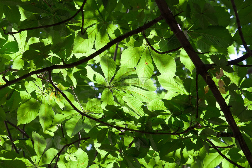 休假背景背景生长森林板栗叶子太阳树木活力植物绿色树叶图片