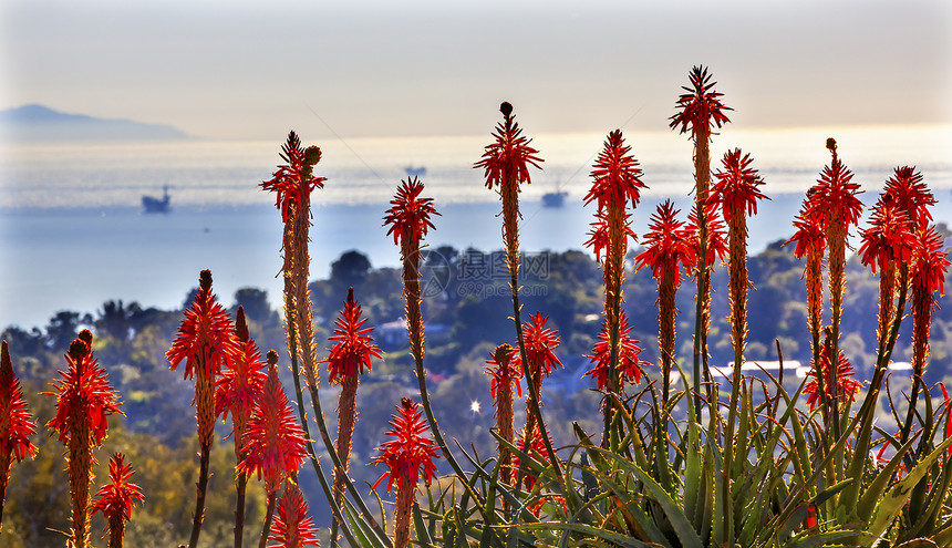 太平洋圣芭芭拉加利福尼亚州巴巴拉海洋环境国家橙子树叶花朵树木沿岸海岸风景图片