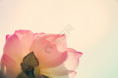 莲花花园叶子粉色荷花背景图片