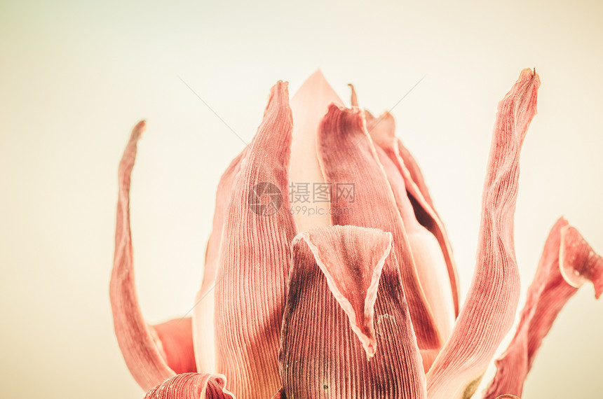 普通姜花植物红色花园公园粉色宏观花瓣图片