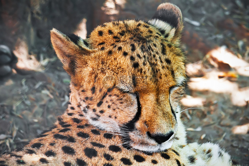 猎豹食肉猫科眼睛猎人荒野公园速度捕食者动物园濒危图片