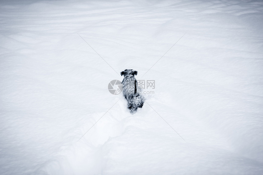 深雪中可爱的小狗狗狗图片