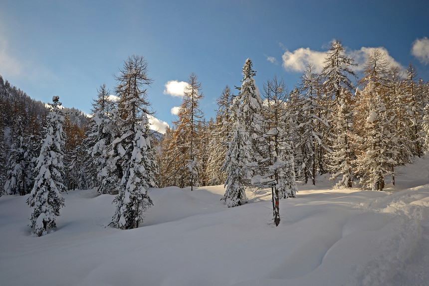 阿尔卑斯山的冬天天空风景寂寞季节水平枞树全景蓝色松树白色图片