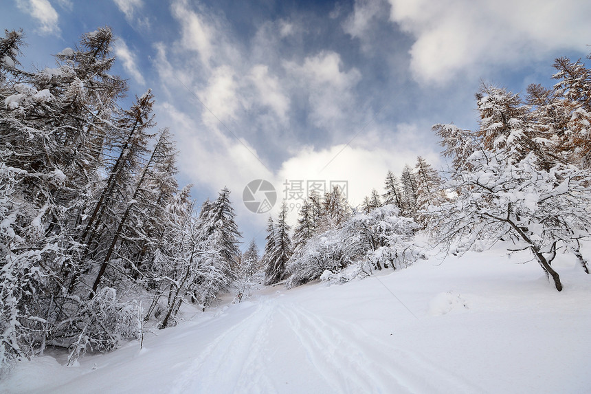 阿尔卑斯山的冬天松树白色全景季节落叶水平蓝色枞树勘探风景图片