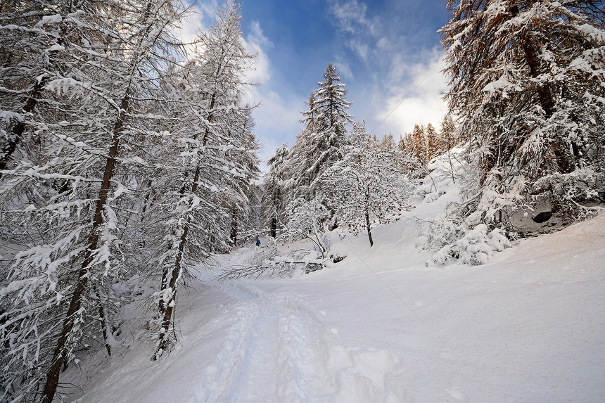 阿尔卑斯山的冬天勘探阳光全景松树寂寞枞树树木季节白色水平图片