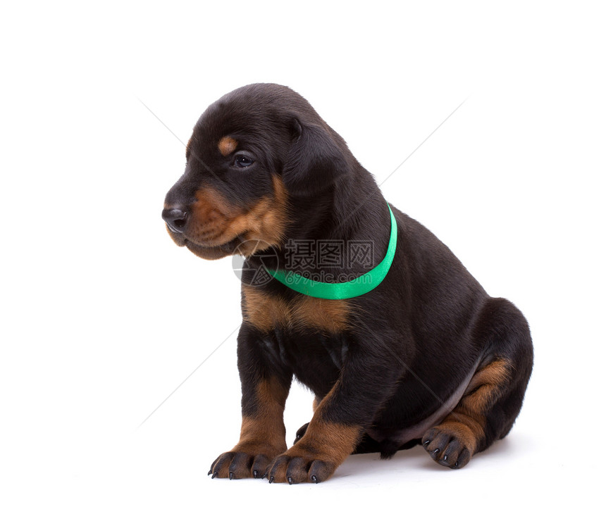 穿绿丝带的多伯曼小狗 在白色上与世隔绝短毛哺乳动物忠诚家庭动物友谊工作室黑色女性犬类图片