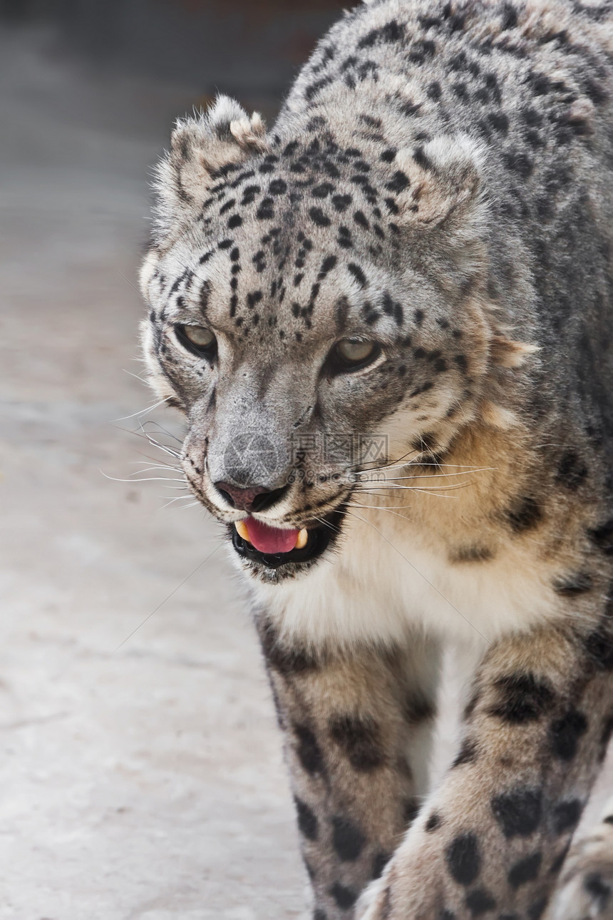 雪豹荒野动物园毛皮野生动物猎人动物豹属白色食肉濒危图片