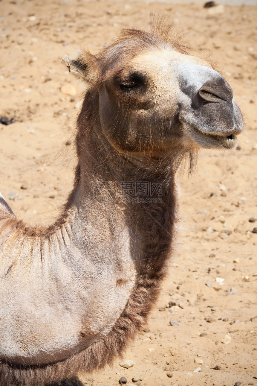 骆驼动物园沙漠荒野野生动物单峰白色棕色动物运输哺乳动物图片