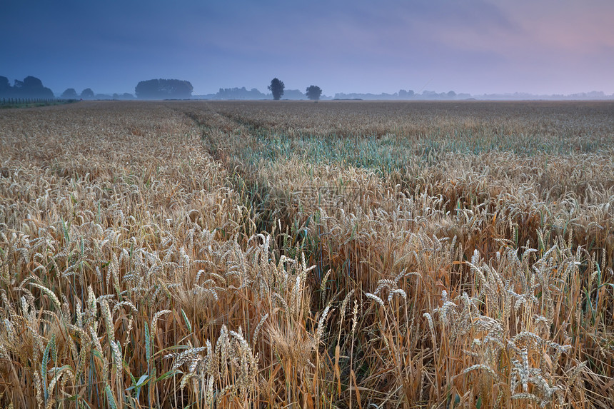 温暖的夏季薄雾日出时的小麦田图片
