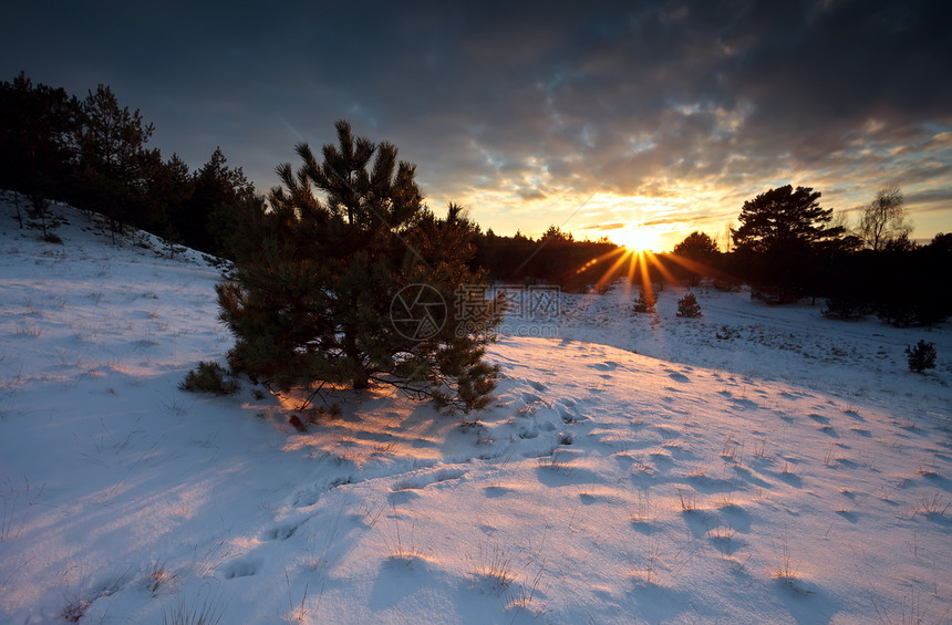 日落时太阳光照在雪中森林上空图片