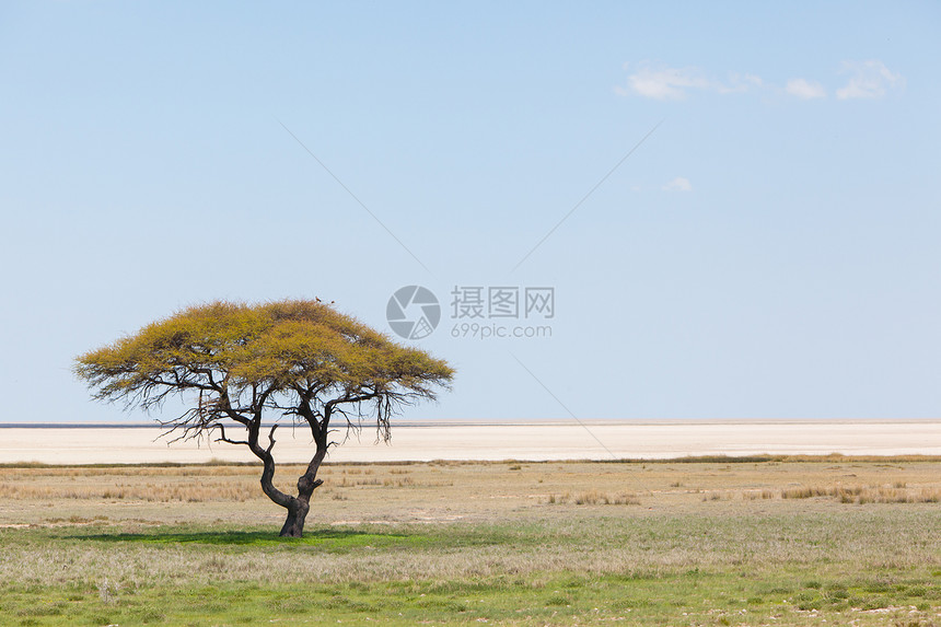 开阔田野中的树 纳米比亚风景场地生长场景天际天空草地蓝色沙漠草原图片