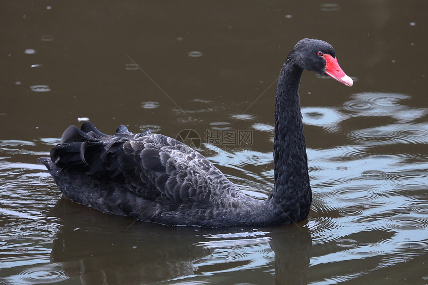黑天鹅池塘红色野生动物脖子羽毛天鹅动物游泳荒野图片