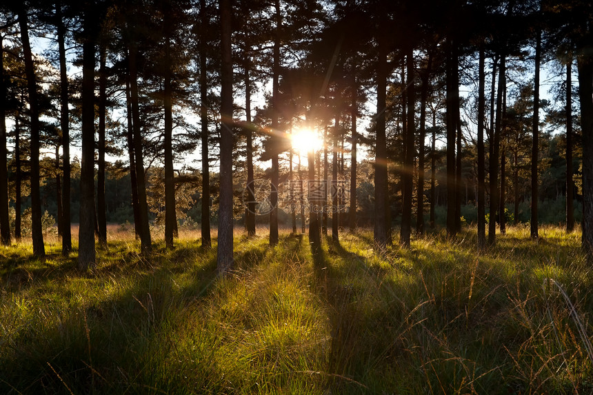 透过林中松树穿透明亮的太阳光束图片