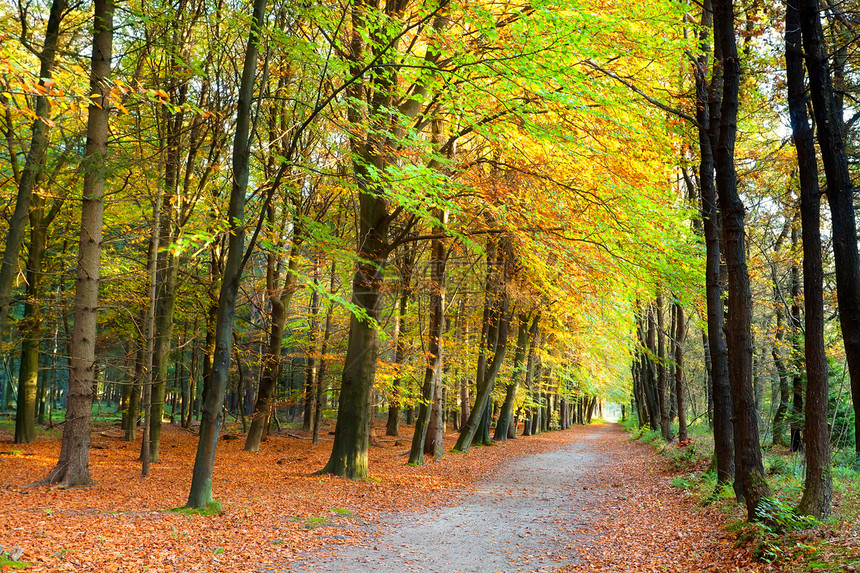 森林的黄金秋天季节晴天风景树木黄色农村木头乡村橙子金子图片