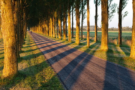 格罗宁根自行车路上的树影模式背景