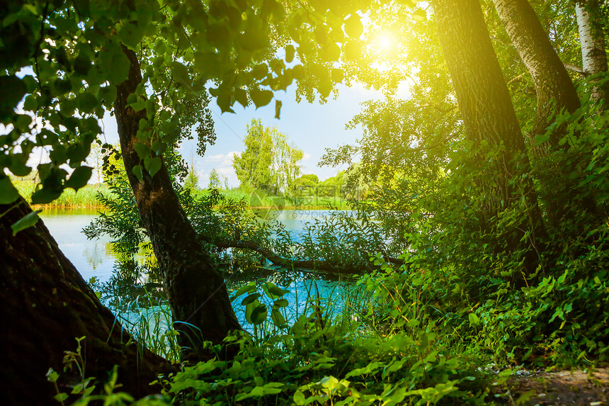 深森林中绿色季节人行道乡村池塘场景活力旅行太阳树木图片