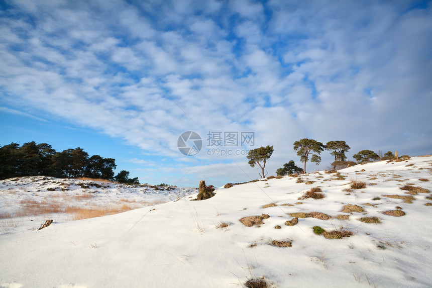 下雪覆盖的沙丘上的松树图片