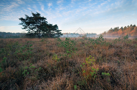 清晨 在薄雾中 以小松树为沼泽背景图片