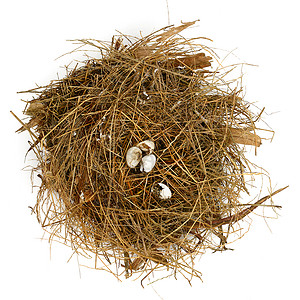 破碎的巢蛋储蓄稻草孵化动物背景图片