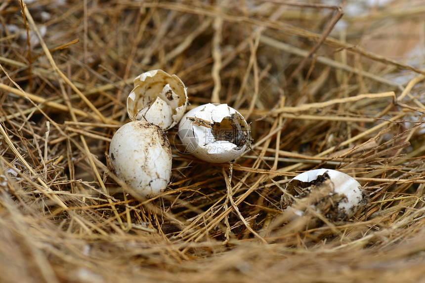 破碎的巢蛋稻草动物储蓄孵化图片