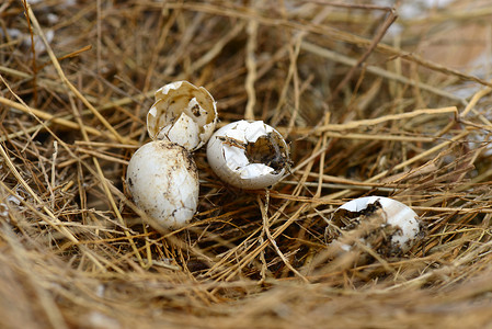 破碎的巢蛋稻草动物储蓄孵化背景图片