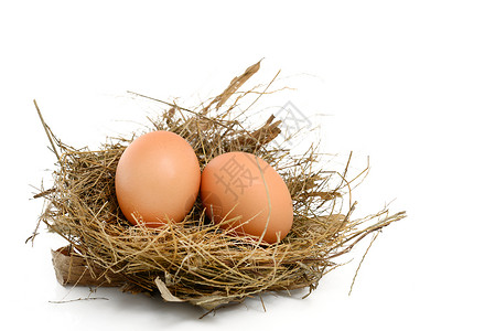 雀巢中的鸡蛋影棚脆弱性主食动物食物巢穴棕色背景图片