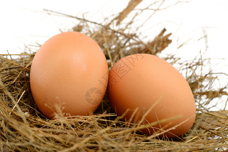雀巢中的鸡蛋主食影棚脆弱性巢穴动物棕色食物背景图片