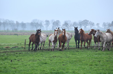 在雾草地上骑马的牛群高清图片