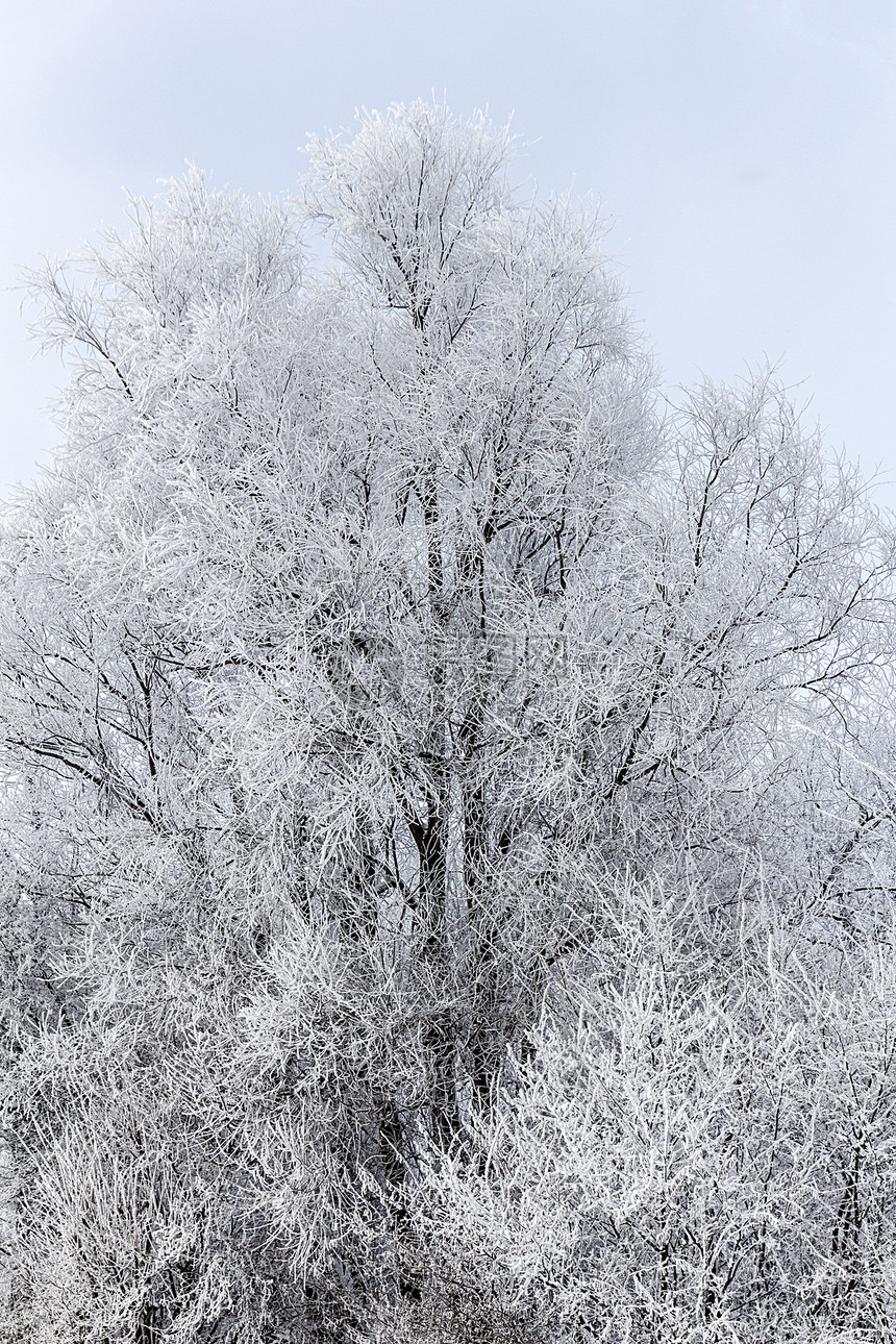 冰雪覆盖了橡树的细细细节植物白色季节橡木森林视图图片