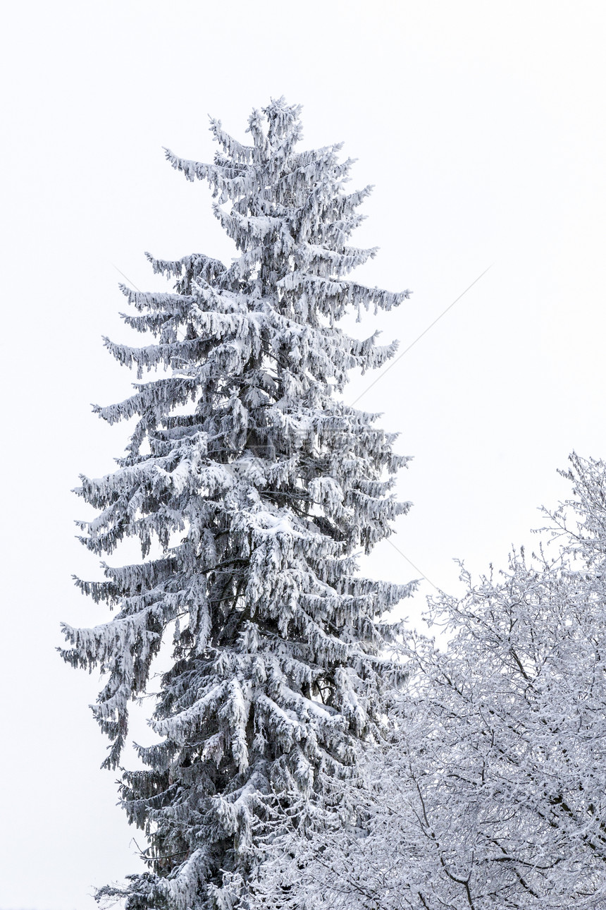 雪中阴锥的细细孔视图季节针叶树植物森林白色图片