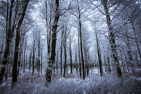 冬季无寂无息森林场景太阳植物蓝色季节白色背景